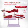 38b47065-cd61-40c3-b428-7b5829e40925.jpg Anatomical Model of the Lower Limb Muscles