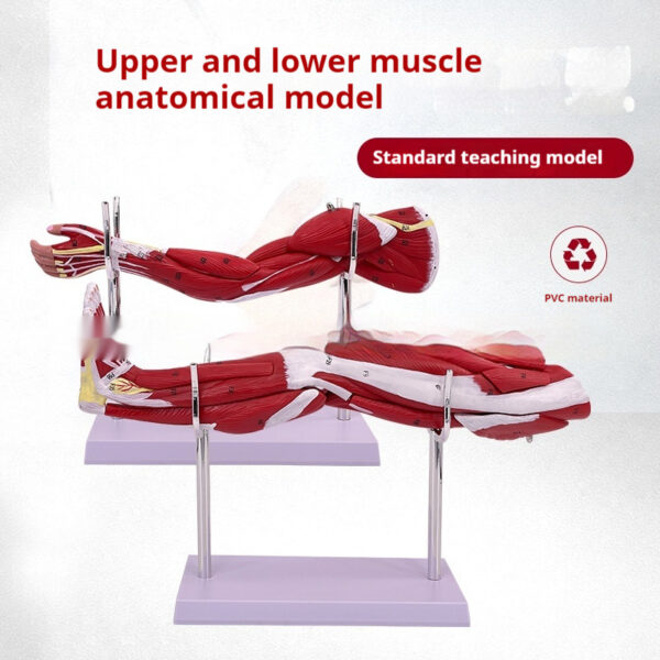 38b47065-cd61-40c3-b428-7b5829e40925.jpg Anatomical Model of the Lower Limb Muscles