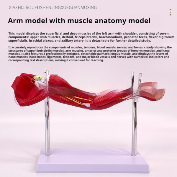 54d566ae-e6ba-42e0-a308-7e647ca65f80.jpg Anatomical Model of the Lower Limb Muscles