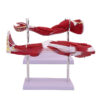 994796cd-b8af-4c28-b3f9-52243fe951d7.jpg Anatomical Model of the Lower Limb Muscles