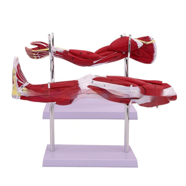 994796cd-b8af-4c28-b3f9-52243fe951d7.jpg Anatomical Model of the Lower Limb Muscles