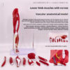 a10a2779-5ac2-4536-a339-dec3b93f4636.jpg Anatomical Model of the Lower Limb Muscles