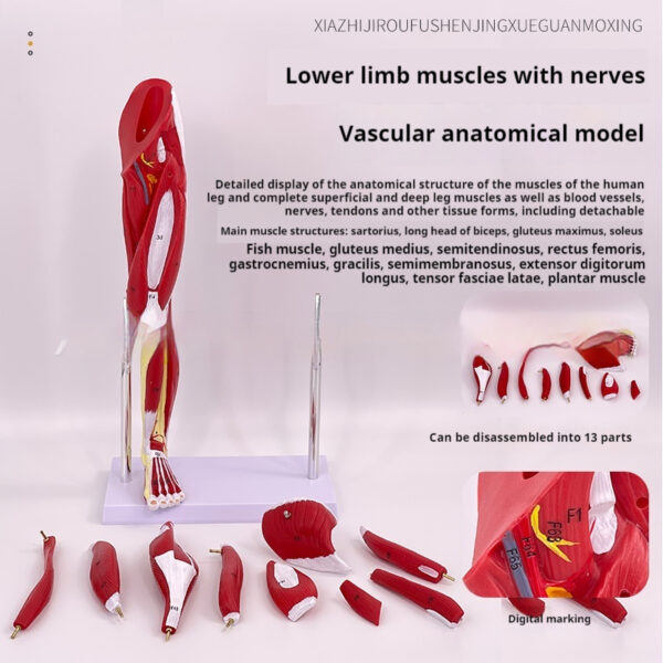 a10a2779-5ac2-4536-a339-dec3b93f4636.jpg Anatomical Model of the Lower Limb Muscles