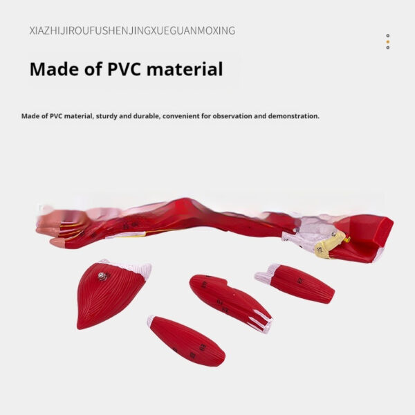 b890a9ab-5943-4682-8c6c-82cf460f0285.jpg Anatomical Model of the Lower Limb Muscles