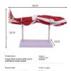 ea82cc71-5530-4d35-91db-ed0641abd49d_fine.jpeg Anatomical Model of the Lower Limb Muscles