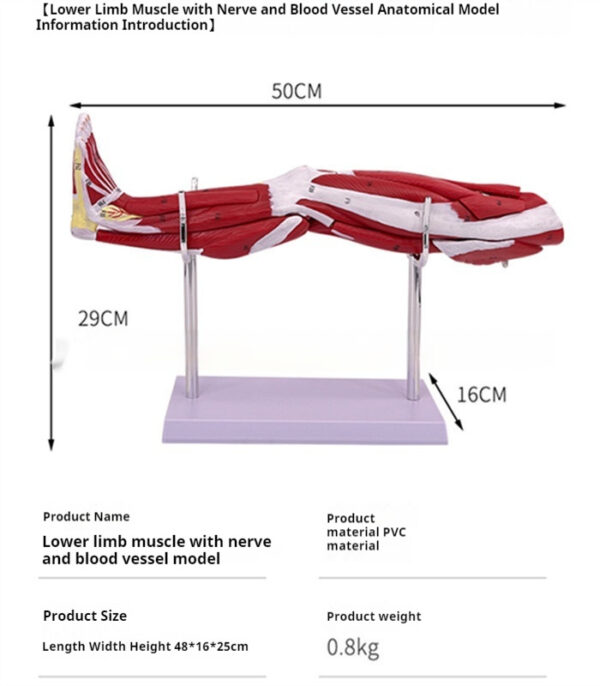 ea82cc71-5530-4d35-91db-ed0641abd49d_fine.jpeg Anatomical Model of the Lower Limb Muscles
